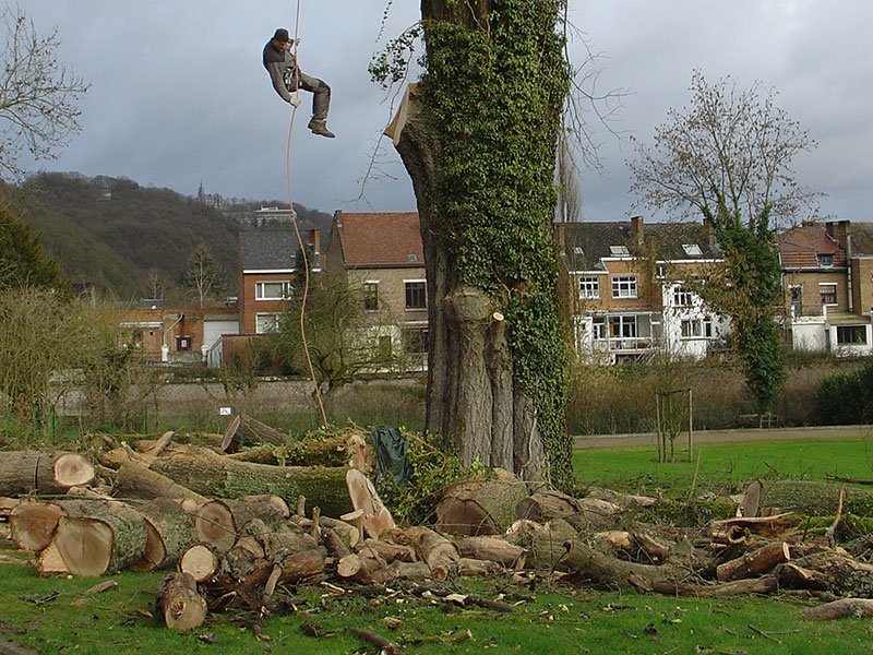 Elagage d'arbres