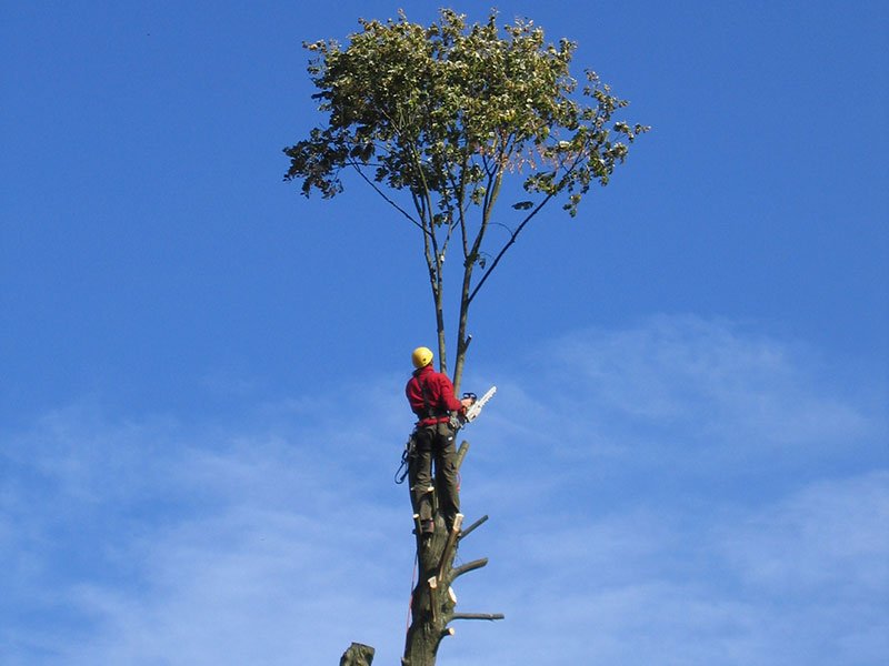 Elagage d'arbres